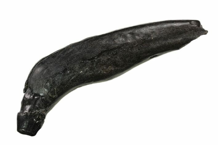 Fossil Sperm Whale (Scaldicetus) Tooth #130181